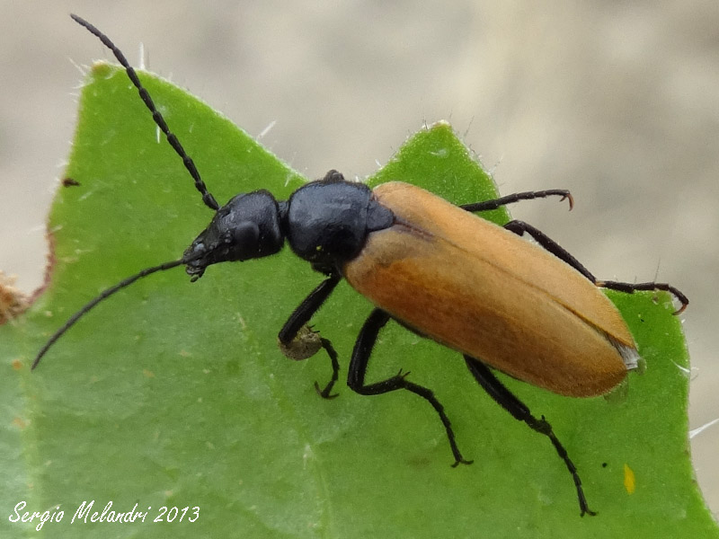 Meloidae da id.: Euzonitis quadrimaculata